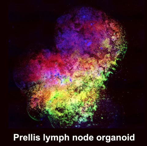 Microscopy image of a Lymph Node Organoid (LNO™), used to recapture human immune responses in vitro. (Graphic: Business Wire)