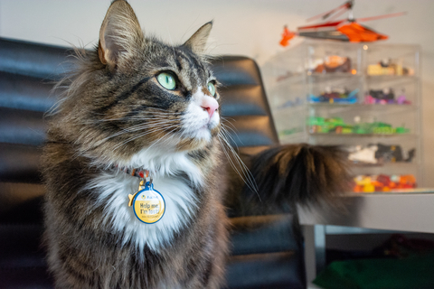 If your cat is an escape artist, AskVet One Pet ID brings you peace of mind. (Photo: Business Wire)