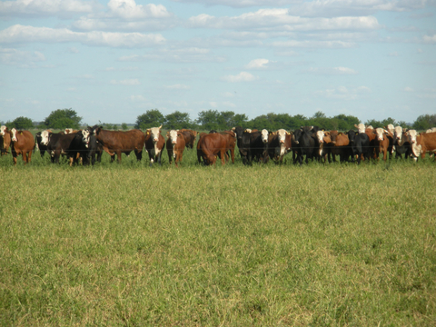 thumbnail Phibro, Vetos introduce RelyOn™, a natural solution to help support rumen health (Photo: Business Wire)