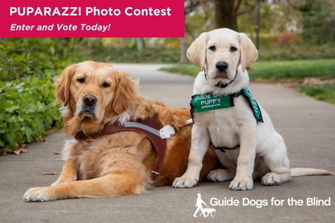 Guide Dogs for the Blind Puparazzi Photo Contest Brings Cuteness into Focus (Photo: Business Wire)