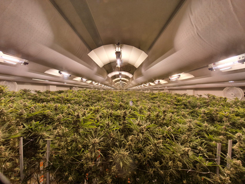 The acquisition includes a premium 20,000 square foot indoor cultivation site in Sintra, Portugal, one of a limited number of fully certified EU GMP sites of its kind in Europe. The facility is designed to produce over two tonnes of high-THC premium medical cannabis per year. (Photo: Business Wire)