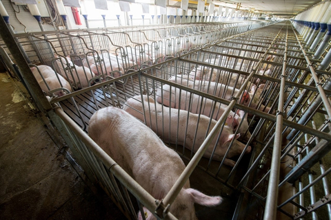 Photo courtesy of the Humane Society of the United States: McDonald’s allows its suppliers to confine pigs in gestation crates like these at factory farm operations.