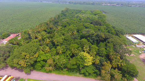 Más de 980 hectáreas mantiene AgroAmérica como áreas de conservación forestal en sus operaciones. (Foto: Business Wire)