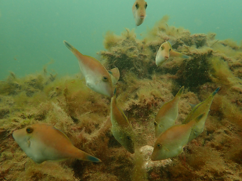 thumbnail Leatherjacket fish at shellfish reef restoration site Windara Reef, Gulf St Vincent, South Australia ©Anita Nedosyko for The Nature Conservancy