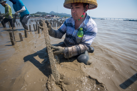 thumbnail Building Hong Kong's first pilot oyster reef ©Kyle Obermann for The Nature Conservancy
