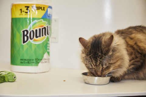 This May during National Pet Month, Bounty Paper Towels is picking up pet adoption fees for new pet owners at Best Friends Animal Society Lifesaving Centers across the U.S. (Photo: Business Wire)