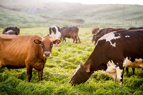 thumbnail Albert Straus’ dairy is the first organic dairy farm committed to using Blue Ocean Barn's Brominata when the certified organic red seaweed supplement becomes available at scale in 2023. (Photo: Business Wire)