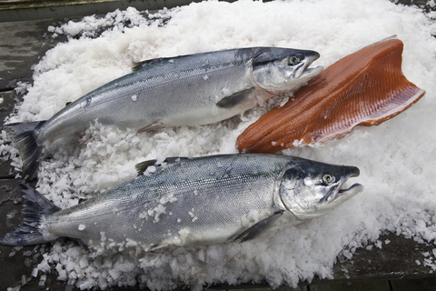 Copper River Sockeye Salmon, a favorite of culinary professionals and home cooks alike, is a nutrient dense lean protein, rich in antioxidants, high in omega-3 fatty acids DHA & EPA. These wild Alaska salmon are harvested by a fleet of small boat fishermen off the Gulf of Alaska, in salt water at the mouth of the Copper River. When pulled from the water, the salmon are immediately chilled and processed within 24 hours and ready for nationwide distribution. (Photo: Business Wire)