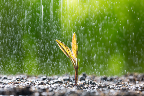 Green seedling growing on the ground in the rain (Photo: Business Wire)