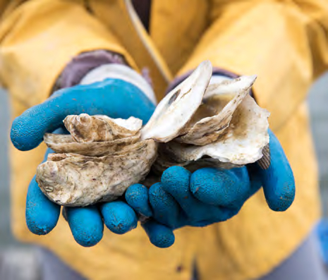 The restoration of the native European flat oyster habitats supports the biodiversity that relies on it. (Photo: Mary Kay Inc.)