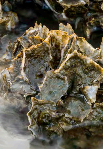 Oyster reefs are the world's most threatened marine habitat, with an estimated 85% lost globally. (Photo: Mary Kay Inc.)