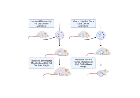 Gelesis presented new preclinical data showing weight loss and additional metabolic benefits in mice receiving a microbiota transplant from another group of mice, treated with one of the company’s proprietary hydrogels. (Graphic: Business Wire)