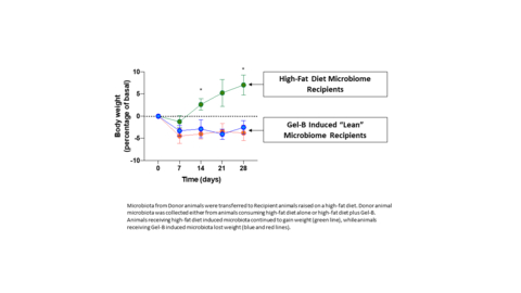 Recipients receiving intestinal microbiota transfer (IMT) from untreated Donors continued to gain weight, while Recipients receiving IMT from Gel-B treated Donors lost weight, despite the continued consumption of a high fat, high carbohydrate diet. (Graphic: Business Wire)
