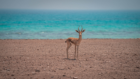 Sir Bu Nair Island - 5 - (Photo: AETOSWire)