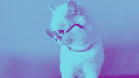 original To celebrate a summer of protection against fleas and ticks, Seresto® releases “Unleash Joy” and a music video featuring fan-favorite spokes pets living it up. (Photo: Business Wire)