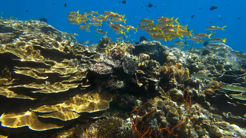 thumbnail Papua New Guinea ©Mark Godfrey (Photo: Mary Kay Inc.)