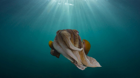 thumbnail Australia ©Peter McGee (Photo: Mary Kay Inc.)