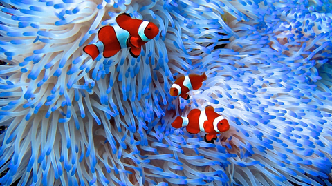 thumbnail Australia ©Tory Chase (Photo: Mary Kay Inc.)