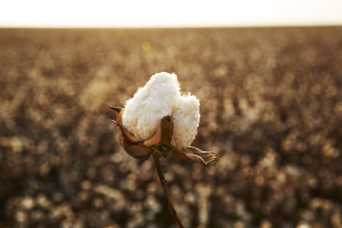 Supima cotton farm (Photo: Business Wire)