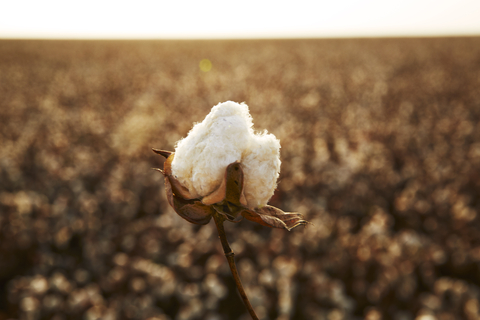 original Supima cotton farm (Photo: Business Wire)