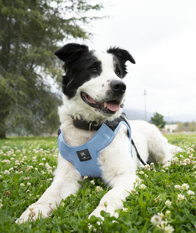 The Fear Free Happy Homes edition Clickit Terrain car harness for dogs has been crash-tested at U.S., Canadian, and E.U. child safety seat standards. It transitions seamlessly to a walking harness for everyday use, helping to mitigate travel fear and anxiety. photo credit: Sleepypod