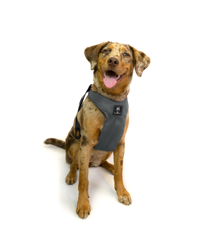 The Fear Free Happy Homes edition Clickit Sport car harness for dogs has been crash-tested at U.S., Canadian, and E.U. child safety seat standards. It transitions seamlessly to a walking harness for everyday use, helping to mitigate travel fear and anxiety. photo credit: Sleepypod