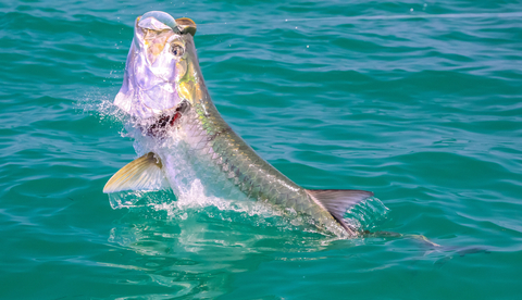 Yamaha Rightwaters™ announced it's the official outboard of Bonefish & Tarpon Trust® (BTT). With this sponsorship, Yamaha is committed to BTT’s mission to conserve bonefish, tarpon and permit—the species, their habitats and the larger fisheries they comprise. (Photo: Business Wire)