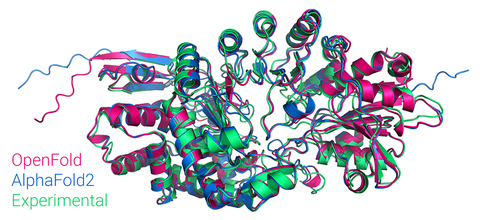 Figure: Comparison of OpenFold, AlphaFold2, and experimental structure of Streptomyces tokunonesis TokK protein (pdb code 7KDX), related to novel antibiotics used for rare infections including during COVID-19 infection.