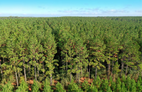 original Molpus Woodlands Group Purchases 117,773 Acres in East Texas and Northwest Louisiana (Photo: Business Wire)