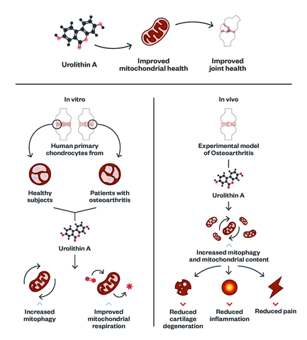 original (Photo: Amazentis)