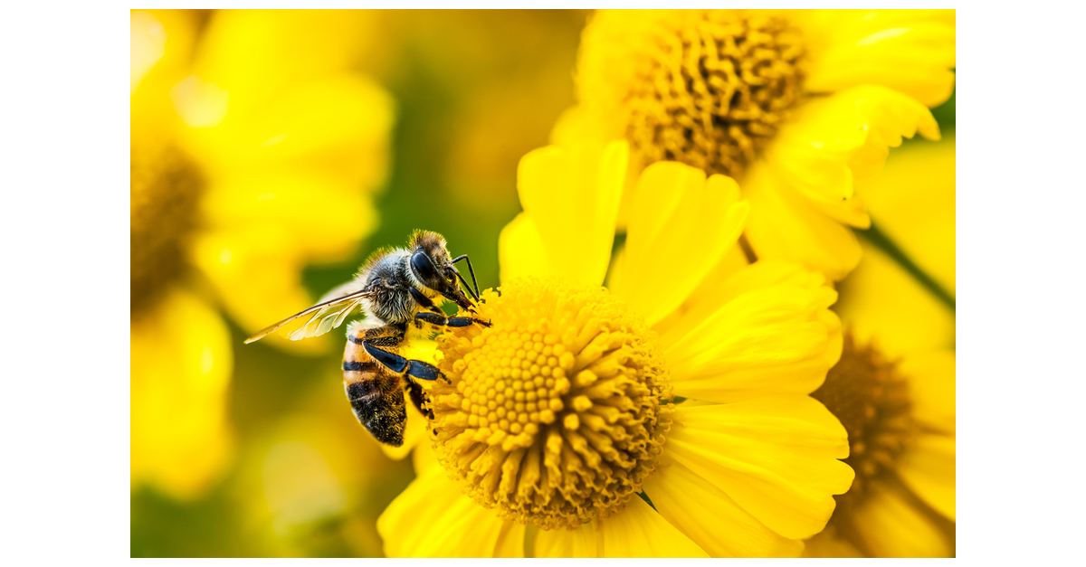 New Labcorp Test Report Helps Identify Insect Stings and Improve