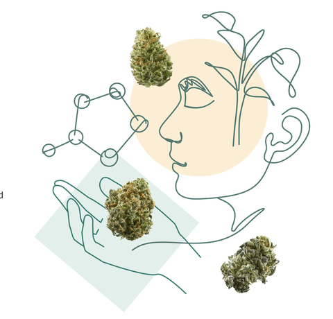 The Leafly + University program allows accredited cannabis researchers to access proprietary data from one of the world's largest cannabis information resources, at no cost. (Graphic: Business Wire)