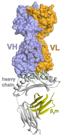 Overview of the TCRm-AFP/HLA-A*02 complex with the heavy and light chains of the TCRm (Graphic: Business Wire)