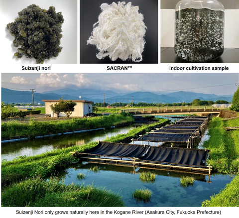 Suizenji Nori Blue-Green Algae New Key Indoor Cultivation Tech Unlocks Stable, Scalable Algaculture for Delivering SACRAN(TM) Moisture-Retention Effect for More Ethical and More Sustainable Cosmetics and Skincare Products (Graphic: Business Wire)