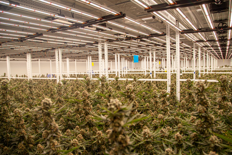 With Fluence’s SPYDR Series, Trichome leverages a high intensity, broad-spectrum strategy that delivers precise and uniform light to the plant canopy. (Photo: Business Wire)
