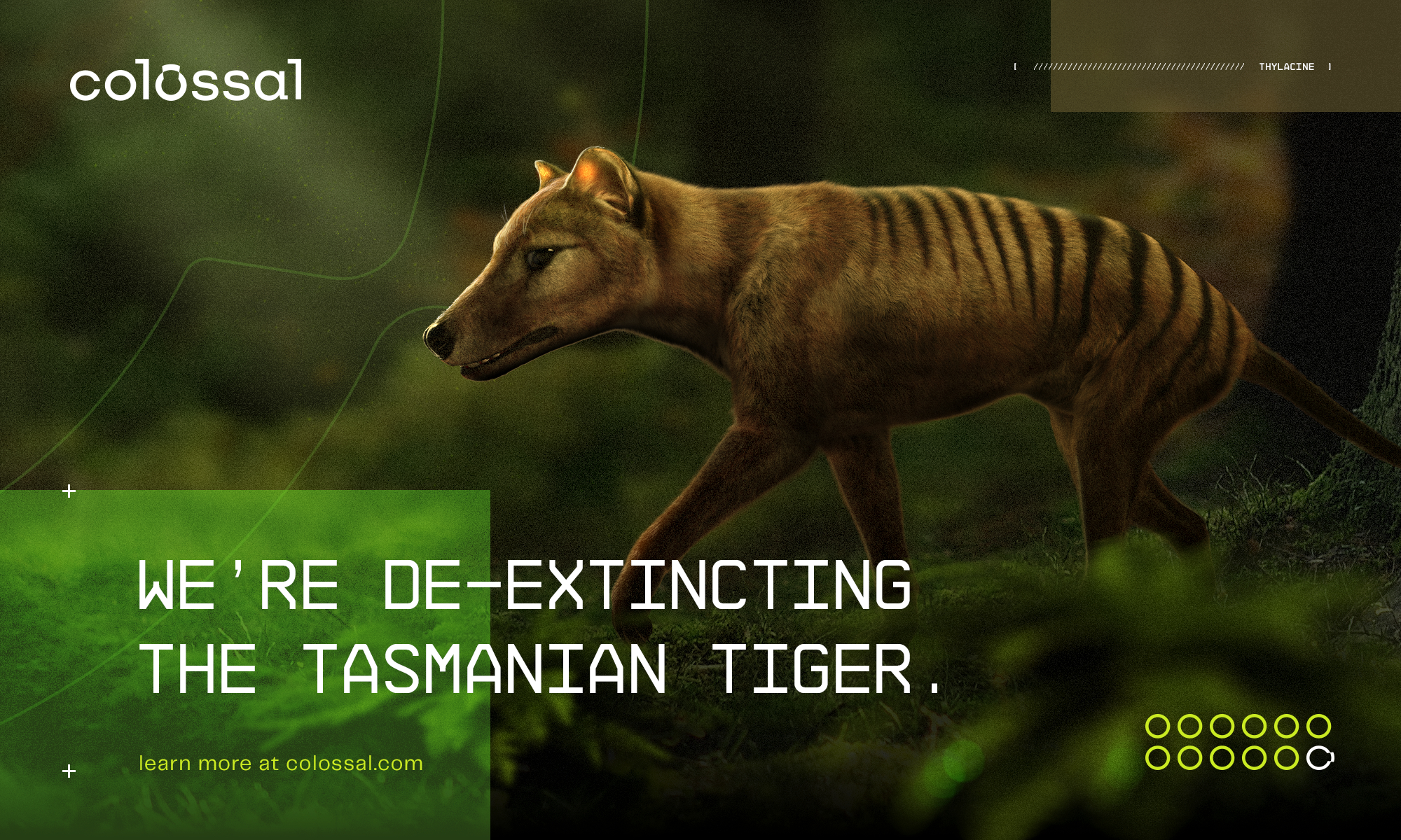 Colossal to De-Extinct the Thylacine, also known as the Tasmanian Tiger, an  Iconic Australian Marsupial That Has Been Extinct Since 1936 | Business Wire