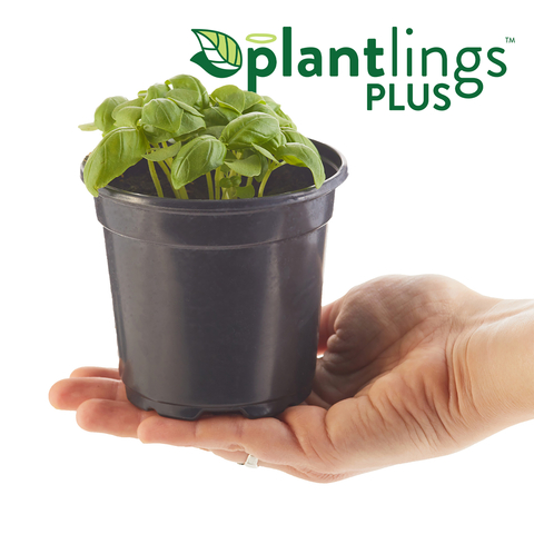 Ferry-Morse Keeps the Garden Growing with Return of Popular Fall Plantlings™ Line (Photo: Business Wire)