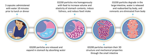 GS200 hydrogel in the gastrointestinal tract. (Graphic: Business Wire)