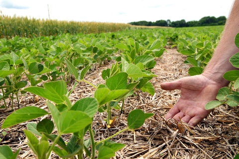 Farmer checking the soil fertility and humus between soybean rows (Photo: Business Wire)