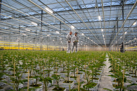 One of the larger propagators in the Netherlands, Westlandse Plantenkwekerij, implemented a hybrid lighting approach using Fluence’s VYPR fixtures, resulting in increased quality and control over environmental factors. (Photo: Business Wire)