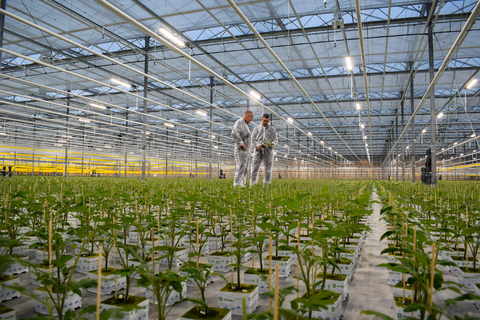original One of the larger propagators in the Netherlands, Westlandse Plantenkwekerij, implemented a hybrid lighting approach using Fluence’s VYPR fixtures, resulting in increased quality and control over environmental factors. (Photo: Business Wire)