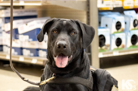 Meet Hydro! Hydro is a one year old black Labrador Retriever, whose name was selected by American Water Military Services Group employees. (Photo: Business Wire)