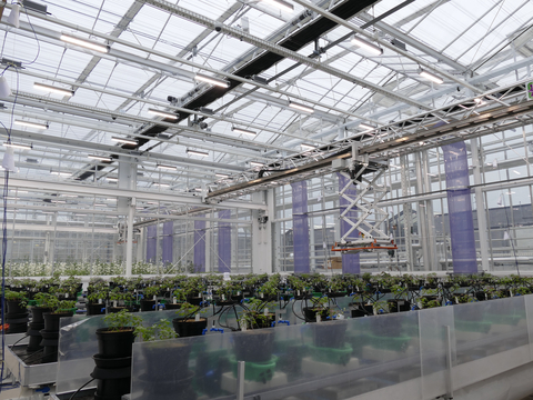 thumbnail In NPEC’s state-of-the-art phenotyping greenhouse, VYPR DUO 3x2 fixtures are used to support research on genotype-phenotype associations. (Photo: Business Wire)