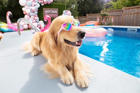 GLIDDEN® paint by PPG marks launch of surface temperature-limiting floor coatings with must-see ‘Puppy Pool Party’ video (Photo: Business Wire)