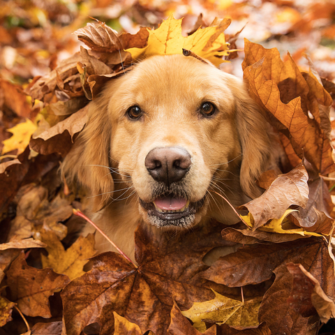 Five fall tips to make the most of your autumn adventures with your furry friends, courtesy of YuMOVE, joint supplements for dogs. (Photo: Business Wire)