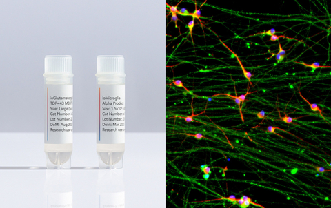vials of cells and cell image of ioGlutamatergic Neurons TDP-43M337V (Photo: Business Wire)