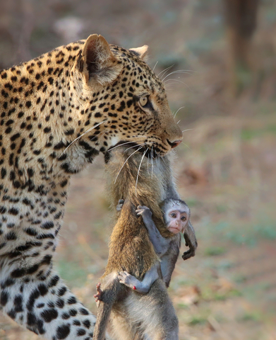 GUEST JUDGE AMI VITALE’S CHOICE // Shafeeq Mulla | @Shafeeq_mulla – Zambia // An Unforgiving Kingdom: A leopard known as Olimba carries the carcass of a female vervet monkey with its baby still hanging on for dear life. Picture taken in South Luangwa National Park in Zambia. (Photo: Business Wire)