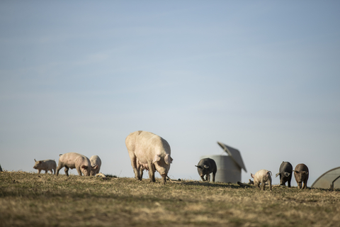 Niman Ranch hogs on pasture at A Frame Acres farm in Iowa. Niman Ranch's network of over 600 hog farms are fully compliant with California's Proposition 12. (Photo: Business Wire)