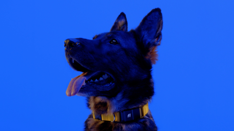 original Pictured: Fi S3 Smart Collar in Yellow. Courtesy: Fi.