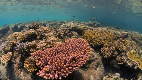 The Coral Triangle is home to some of the world’s most diverse and beautiful coral reefs that provide habitats for more than 250 species of fish. Mary Kay has helped The Nature Conservancy expand women-led conservation projects to improve ocean health in the Pacific, including the Coral Triangle. (Photo: Mary Kay Inc.)